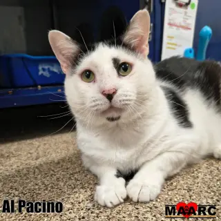 Al Pacino