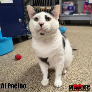 Al Pacino