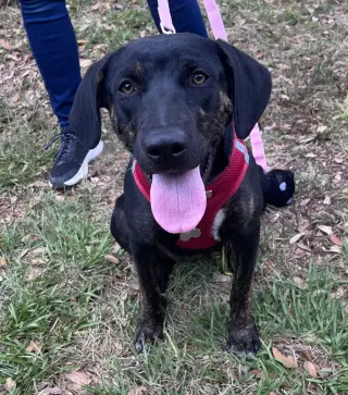 Saoirse Doglando Graduate FH