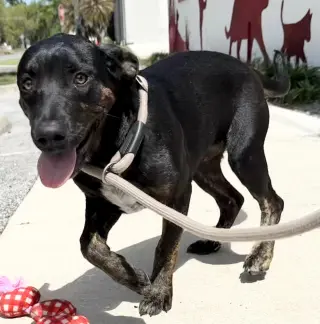 Saoirse Doglando Graduate FH