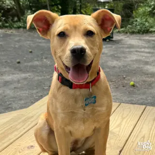 Maggie