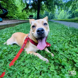 Maggie