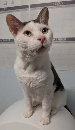 Handsome