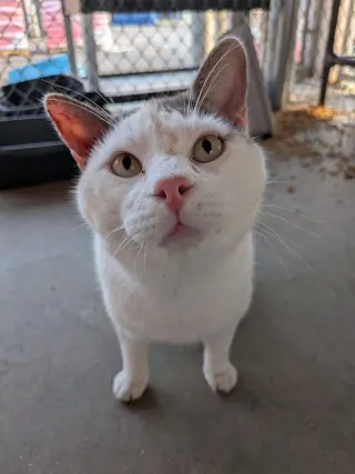 Handsome