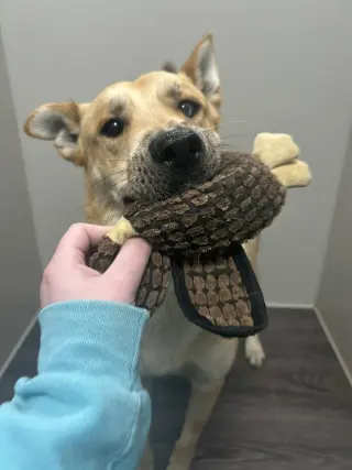 Woody