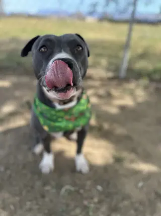 Rosie