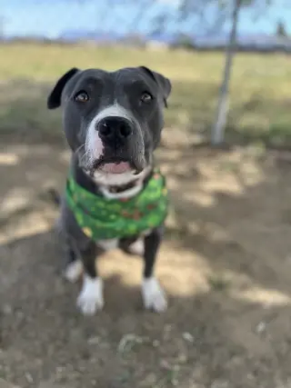 Rosie