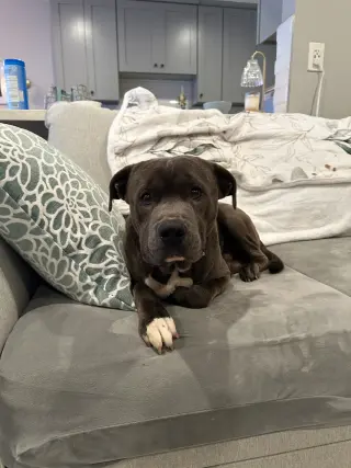 Petey