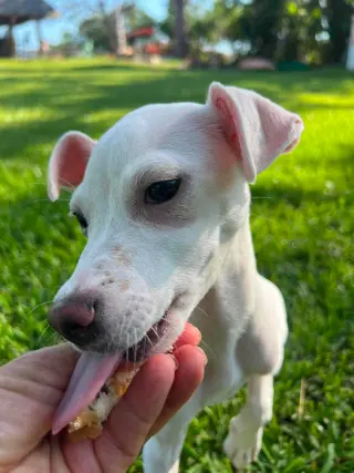 Tiffany Pup -Lima