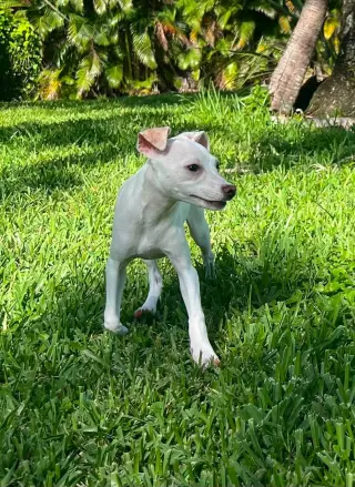 Tiffany Pup -Lima