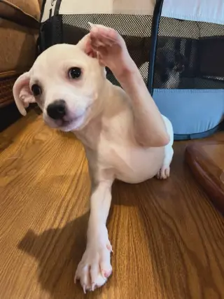 Tiffany Pup -Lima