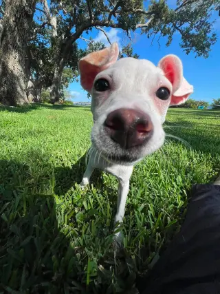 Tiffany Pup -Kilo