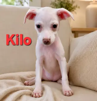 Tiffany Pup -Kilo
