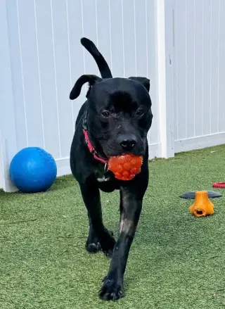 Percy