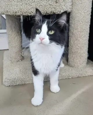 Little Girl AND Little Gray