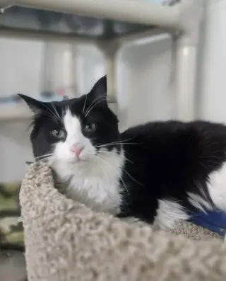 Little Girl AND Little Gray