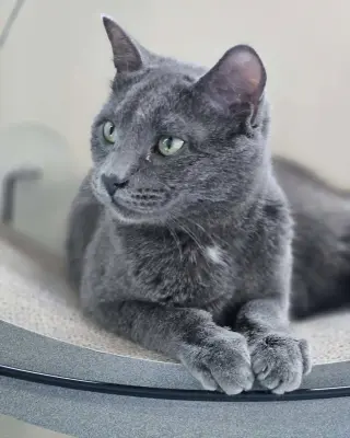 Little Gray AND Little Girl
