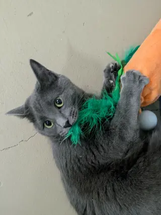 Little Gray AND Little Girl