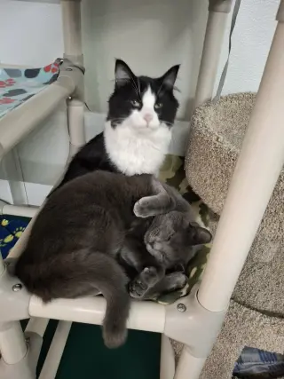Little Gray AND Little Girl