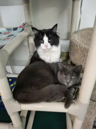 Little Gray AND Little Girl