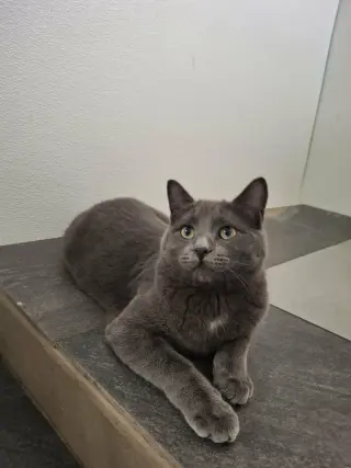 Little Gray AND Little Girl