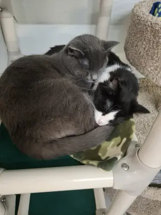 Little Gray AND Little Girl