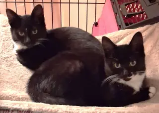 Celine & Dahlia