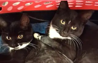 Celine & Dahlia