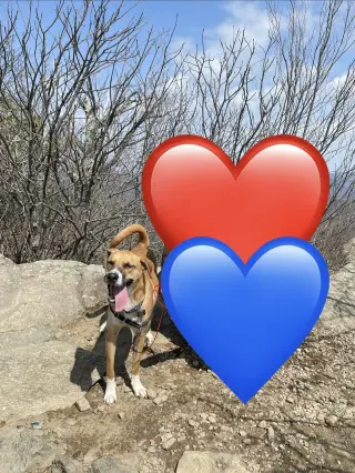 LUCA