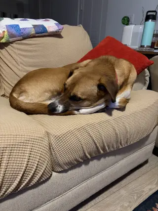 LUCA