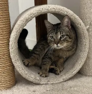 Stewart