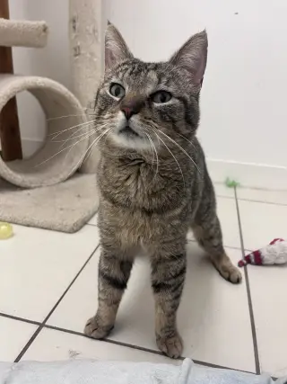 Stewart