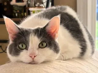 Seltzer
