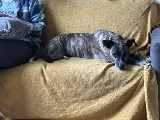 Trixie