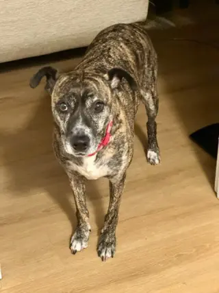 Trixie