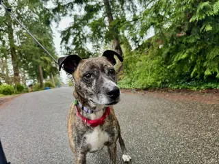 Trixie