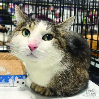 Gizmo