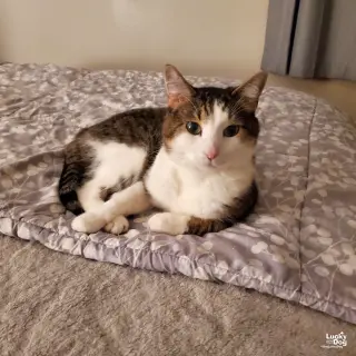 Gizmo