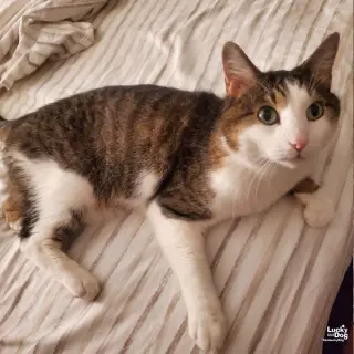 Gizmo