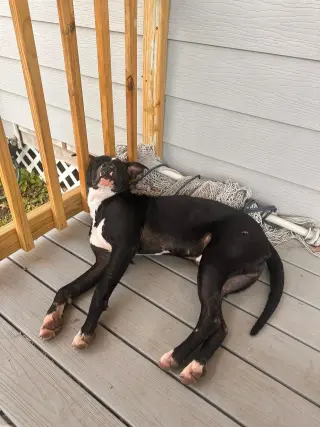 Oliver - your best pal
