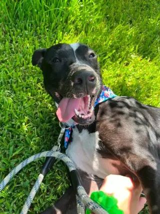Oliver - your best pal