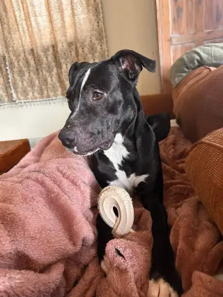Oliver - your best pal