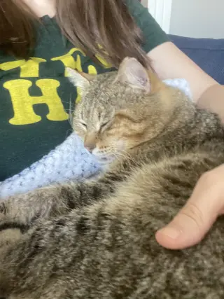 Kitty Cent
