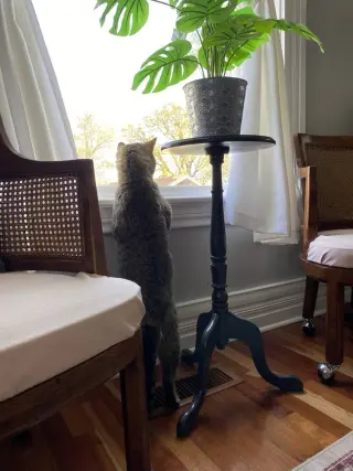Kitty Cent