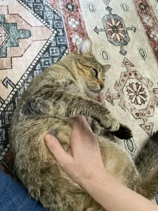Kitty Cent