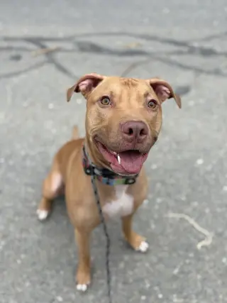 AC - Whiskey aka Snuggles