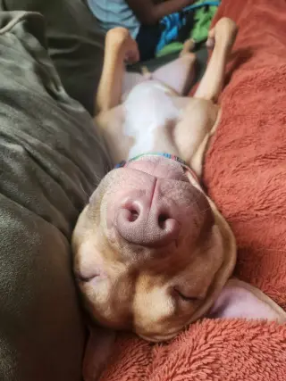 AC - Whiskey aka Snuggles