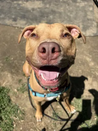 AC - Whiskey aka Snuggles