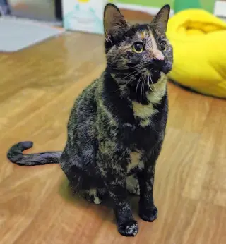 Zora