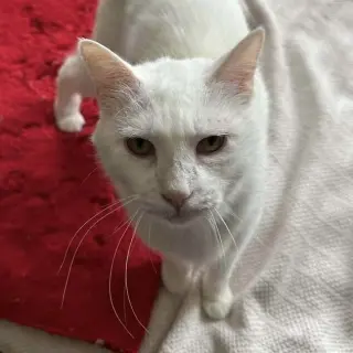 Ellie